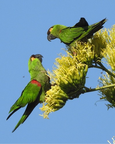 Maroon-fronted Parrot reference