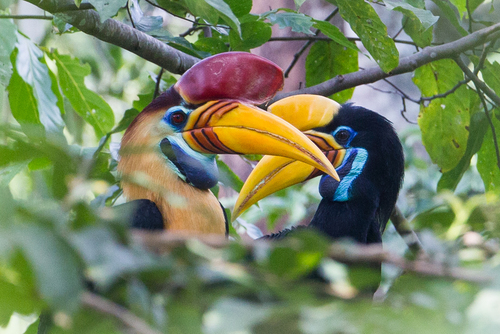 Knobbed Hornbill reference