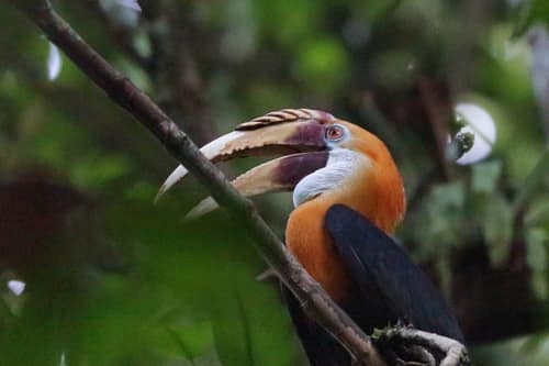 Blyth's Hornbill reference