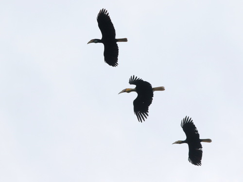 Plain-pouched Hornbill reference