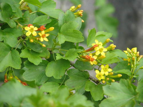 Golden Currant reference