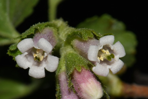 Wax Currant reference