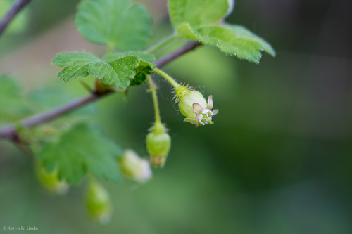Prickly Gooseberry reference