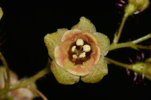 Swamp Gooseberry reference