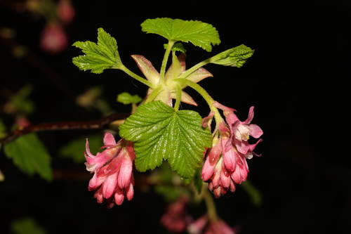 Red-flowering Currant reference
