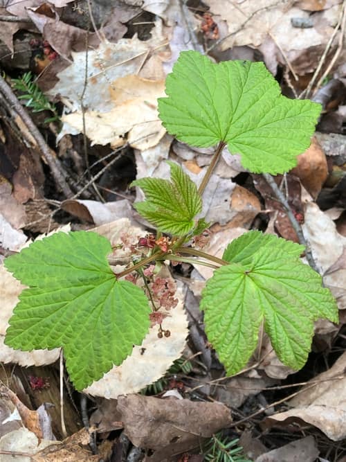 Northern Red Currant reference