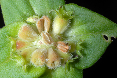 Tropical Mexican Clover reference