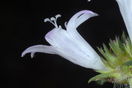 Largeflower Pusley reference