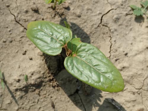 Castor Bean reference