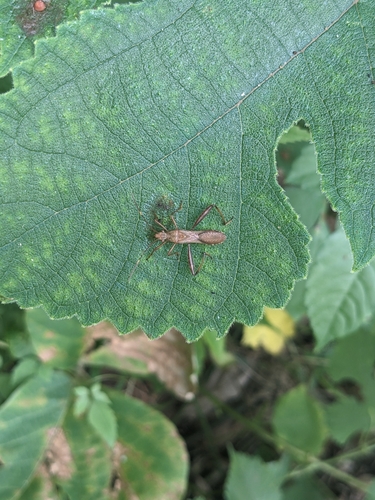 Bean Bug reference
