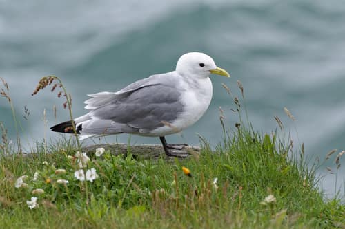 Black-legged Kittiwake reference