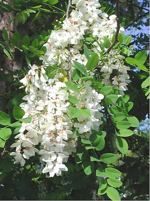 Black Locust reference