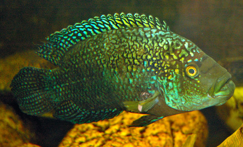 Jack Dempsey reference