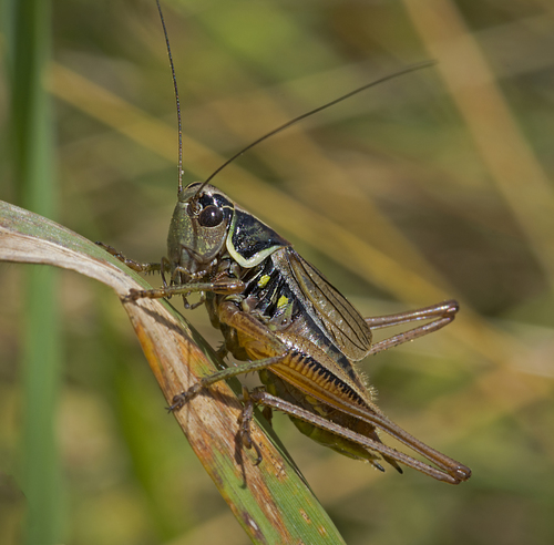 Roesel's Bush-cricket reference