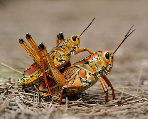 Eastern Lubber Grasshopper reference