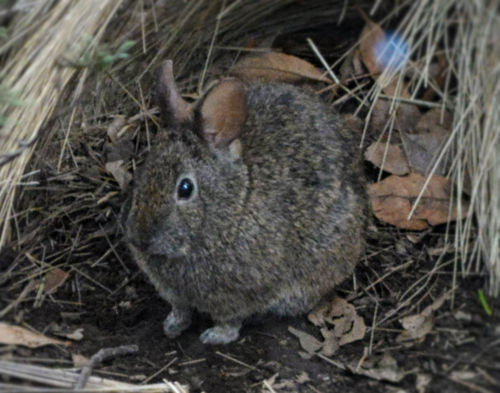Volcano Rabbit reference