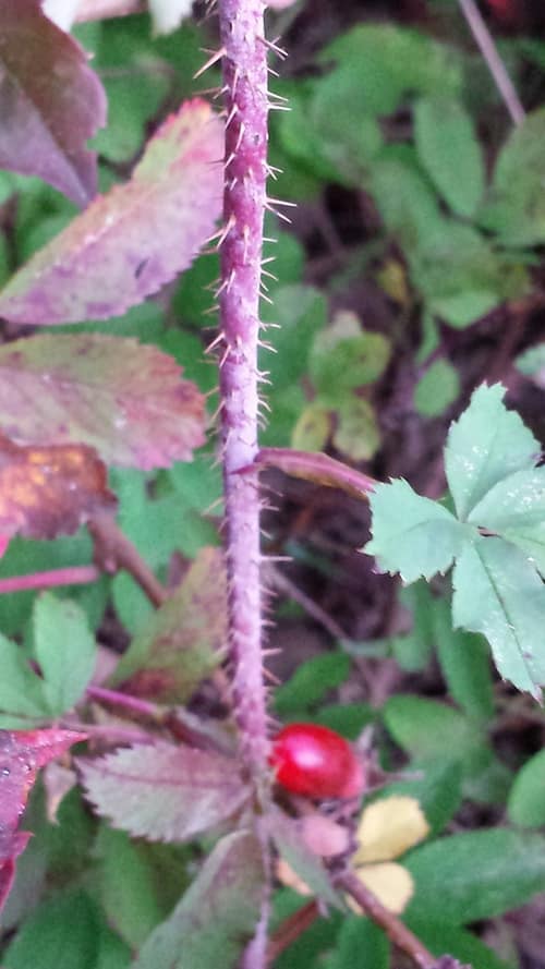 Prickly Rose reference
