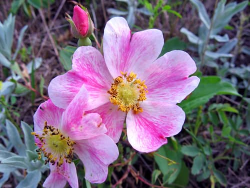 Prairie Rose reference