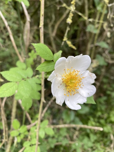 Field Rose reference
