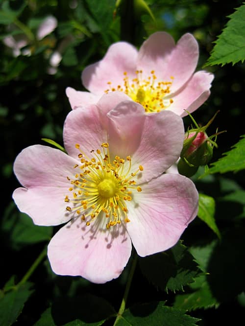 Dog Rose reference