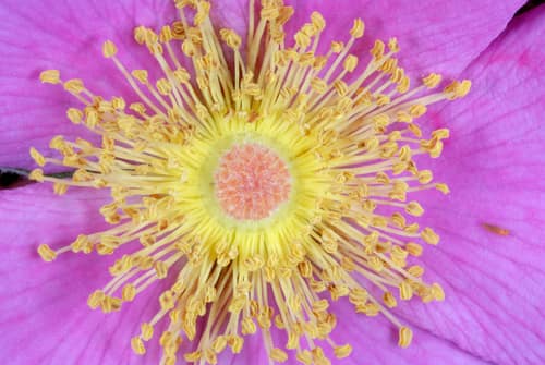 Pasture Rose reference