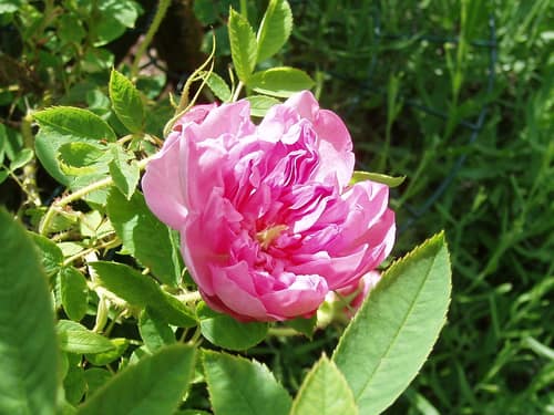 Damask Rose reference