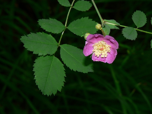 Baldhip Rose reference