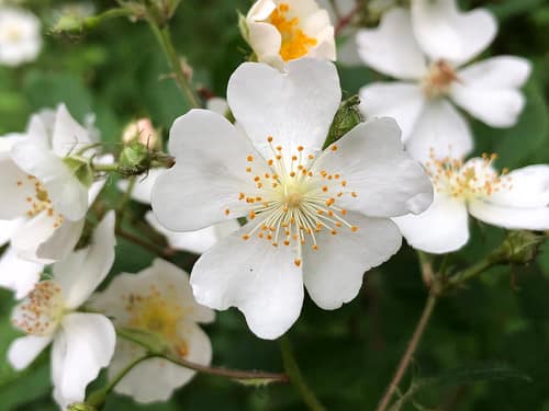 Multiflora Rose reference