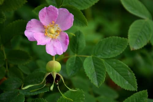 Nootka Rose reference