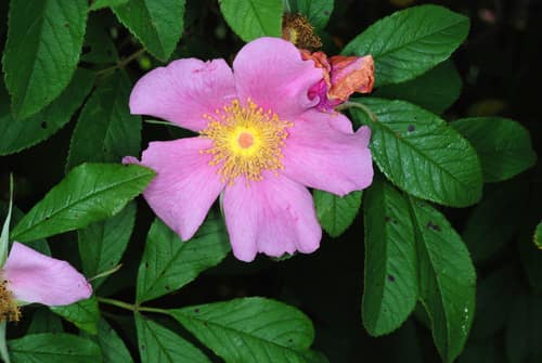 Swamp Rose reference