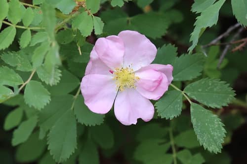 Woods' Rose reference