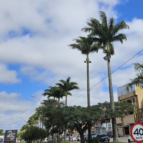 Caribbean Royal Palm reference