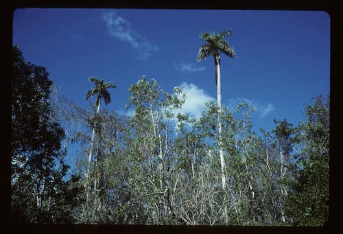 Cuban Royal Palm reference