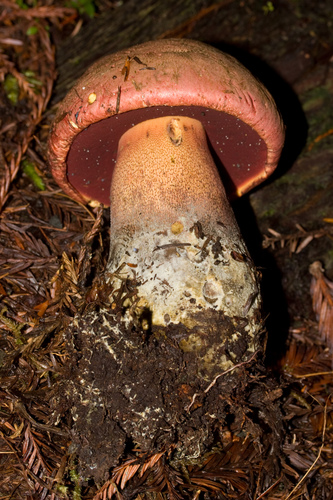 Red-Capped Bolete reference