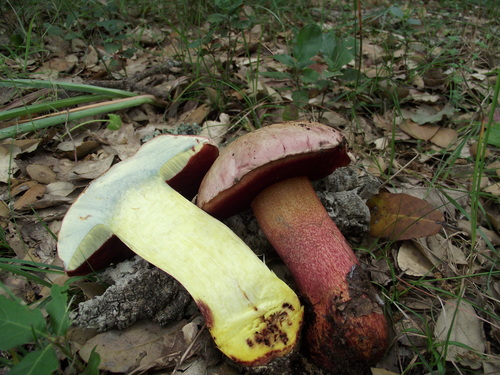 Pink-Capped Red Bolete reference