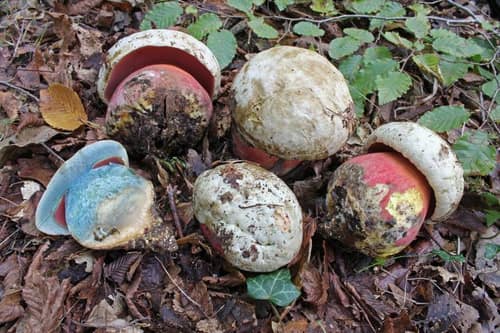 Devil's Bolete reference