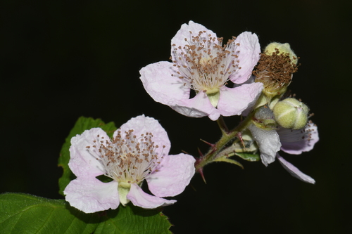 Himalayan Blackberry reference