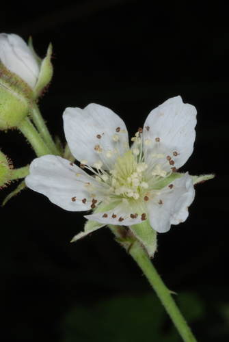 European Dewberry reference