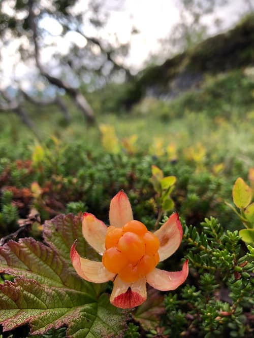 Cloudberry reference