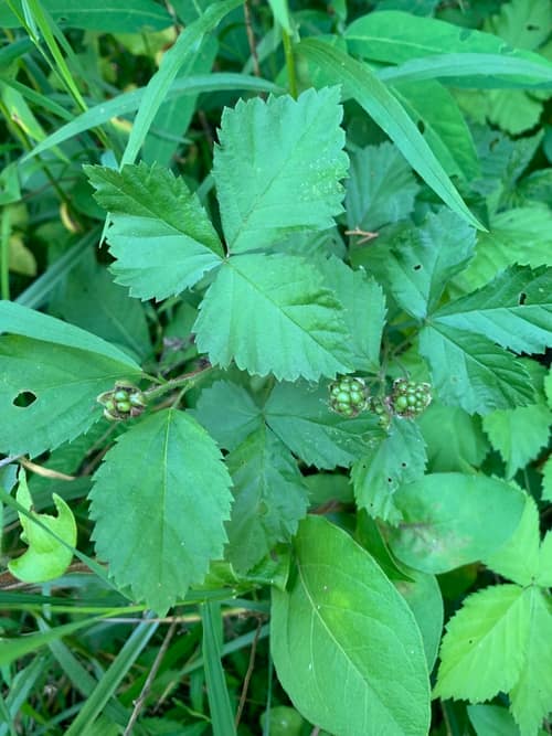 Northern Dewberry reference