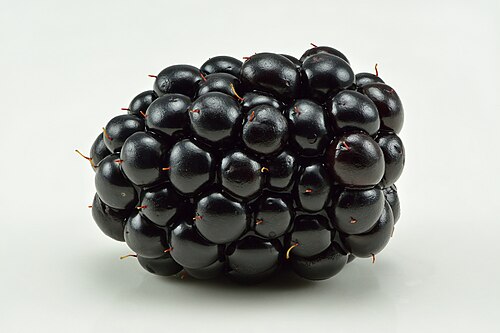 Common Blackberry reference