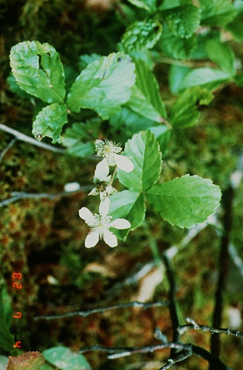 Swamp Dewberry reference
