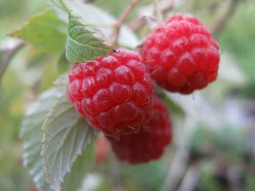 Red Raspberry reference
