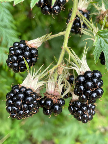 Cutleaf Evergreen Blackberry reference