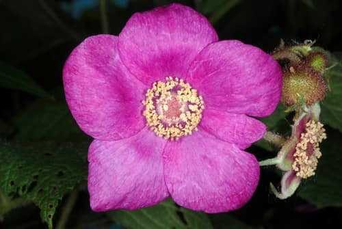 Flowering Raspberry reference