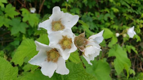 Thimbleberry reference