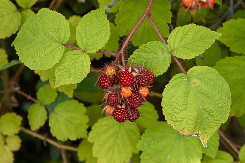 Wineberry reference