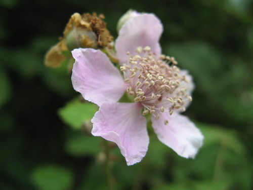 Elmleaf Blackberry reference
