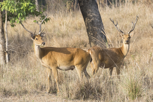 Barasingha reference