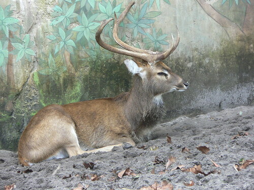 Eld's Deer reference
